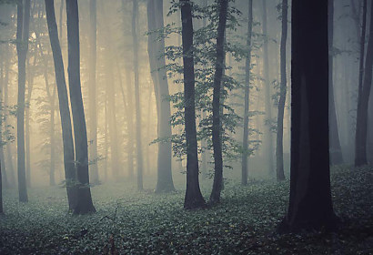 Fototapeta Ranní mlha v lese 1218